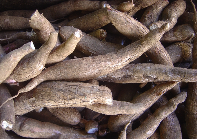 樹薯成熟的塊根（維基百科，David Monniaux 拍攝）
