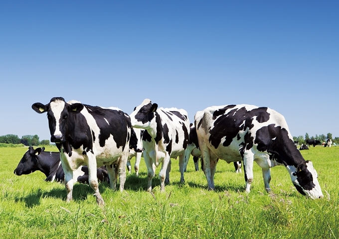 人們喝的牛奶大部分來自黑白相間的荷蘭牛。（圖 / 種子發）