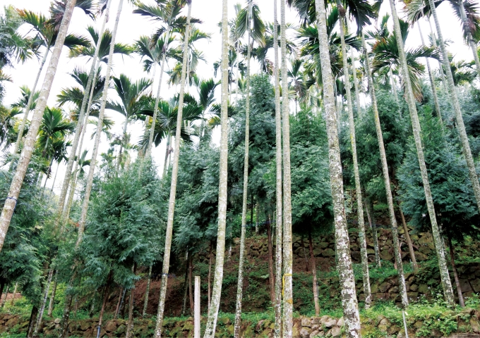 檳榔林下混植肖楠，適合在打算轉作的檳榔園推廣。
