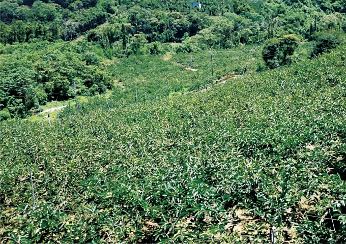 台中摩天嶺地區的許多國有林地上可見違規種植甜柿。
