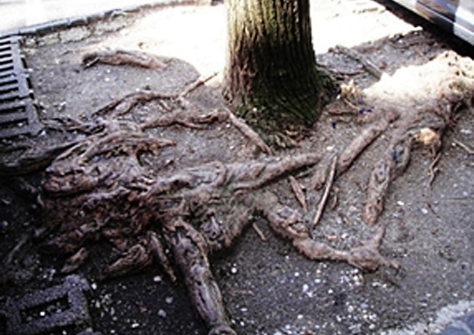 都市行道樹最常見的浮根問題導因於植穴土壤不良。