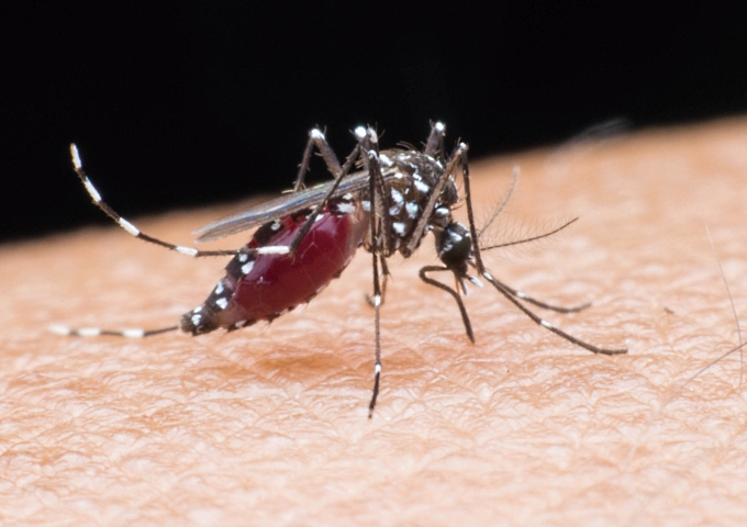 多數人感染茲卡病毒並不會出現症狀，卻可能經由蚊子叮咬或其他方式傳播擴散。（圖／種子發）