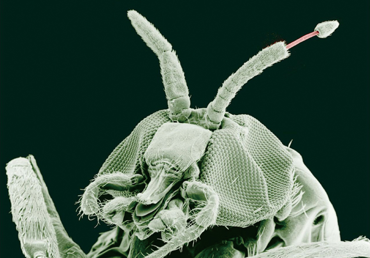 蟠尾絲蟲正從黑蚊（Simulium yahense；蚋屬）的觸角冒出來