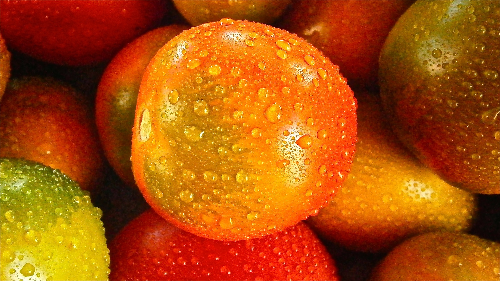 大部分的番茄以紅色為主，若出現綠色的番茄果實，通常是擁有大量葉綠素的未成熟番茄。（圖／Pixabay）