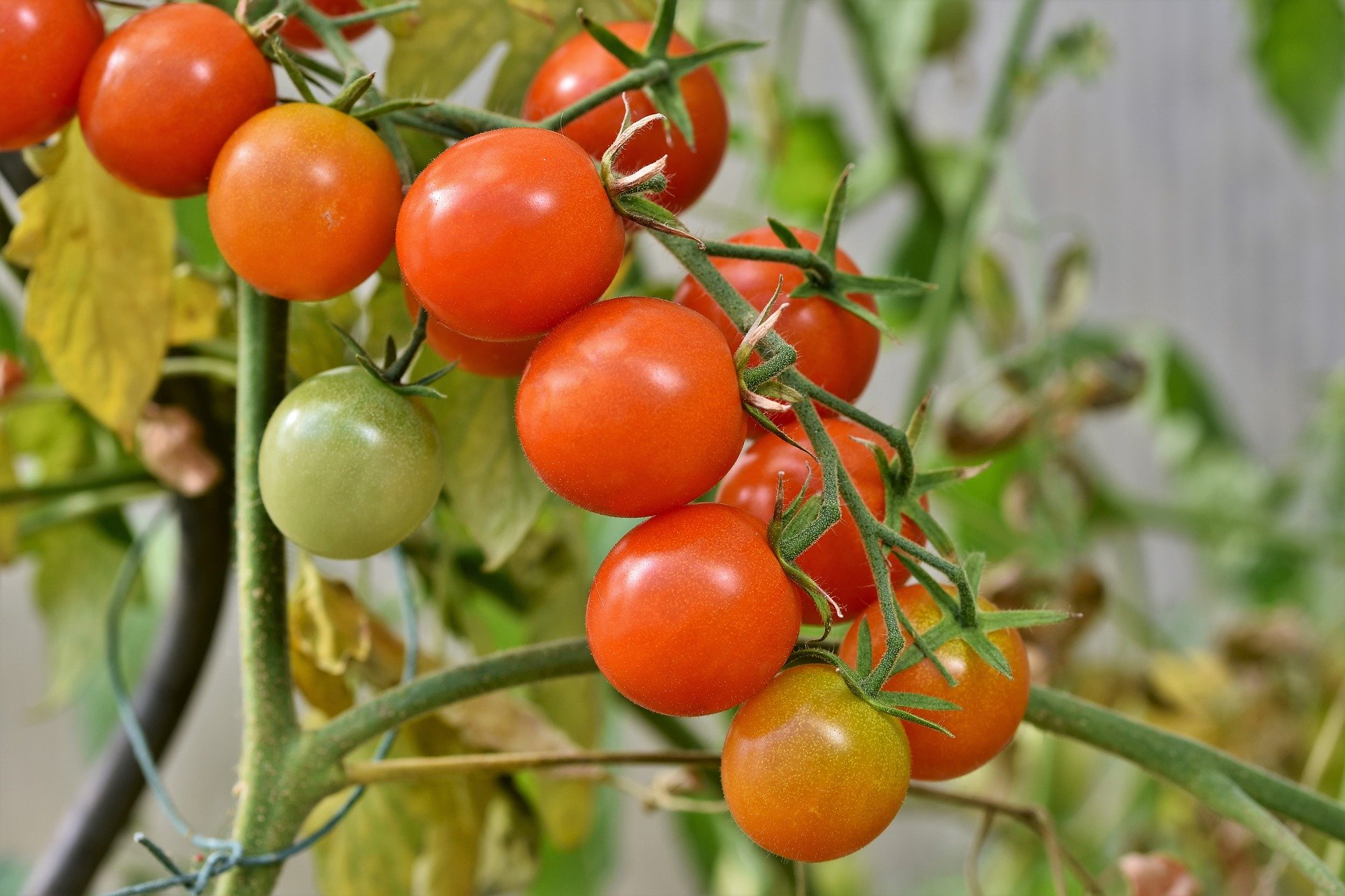 隨著番茄成熟，由綠色轉為紅色的果實後，番茄鹼的含量也會隨之下降。（圖／Pixabay）