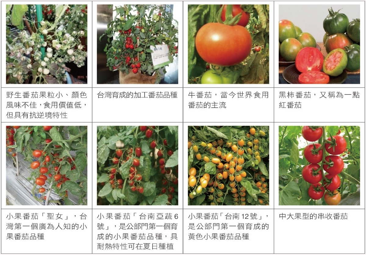 常見的番茄品種。