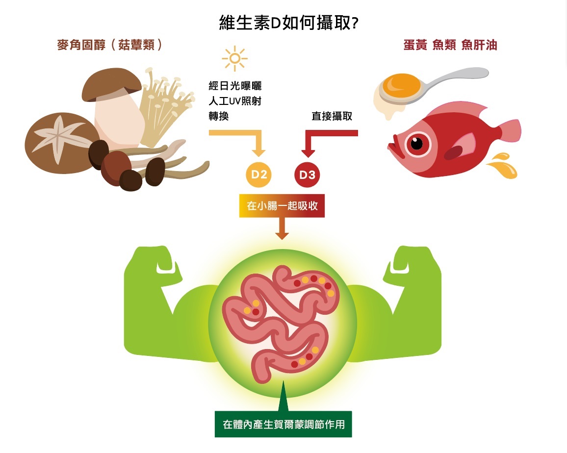 台灣的國民營養調查指出，國人的維生素D攝取量約為5微克上下，男女老少都一樣，表示菇蕈的加工與食物的選擇都還有很大的改善空間。若能善用UV處理的菇蕈類來補充，少量就有充足的功效。（圖片來源：撰稿團隊提供）