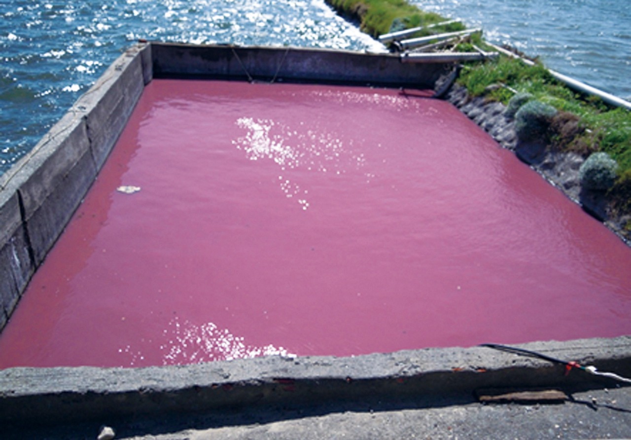 許多養殖業者在文蛤池旁設立一個小池子，專門培養光合菌，以便維持養殖池良好水質。