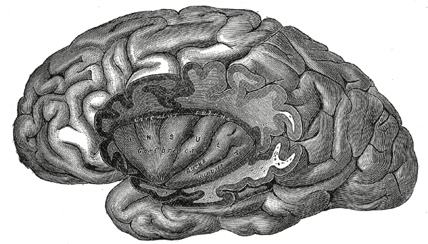 腦島（Insula）示意圖。腦島為大腦皮質的一部分。（圖／wikipedia）