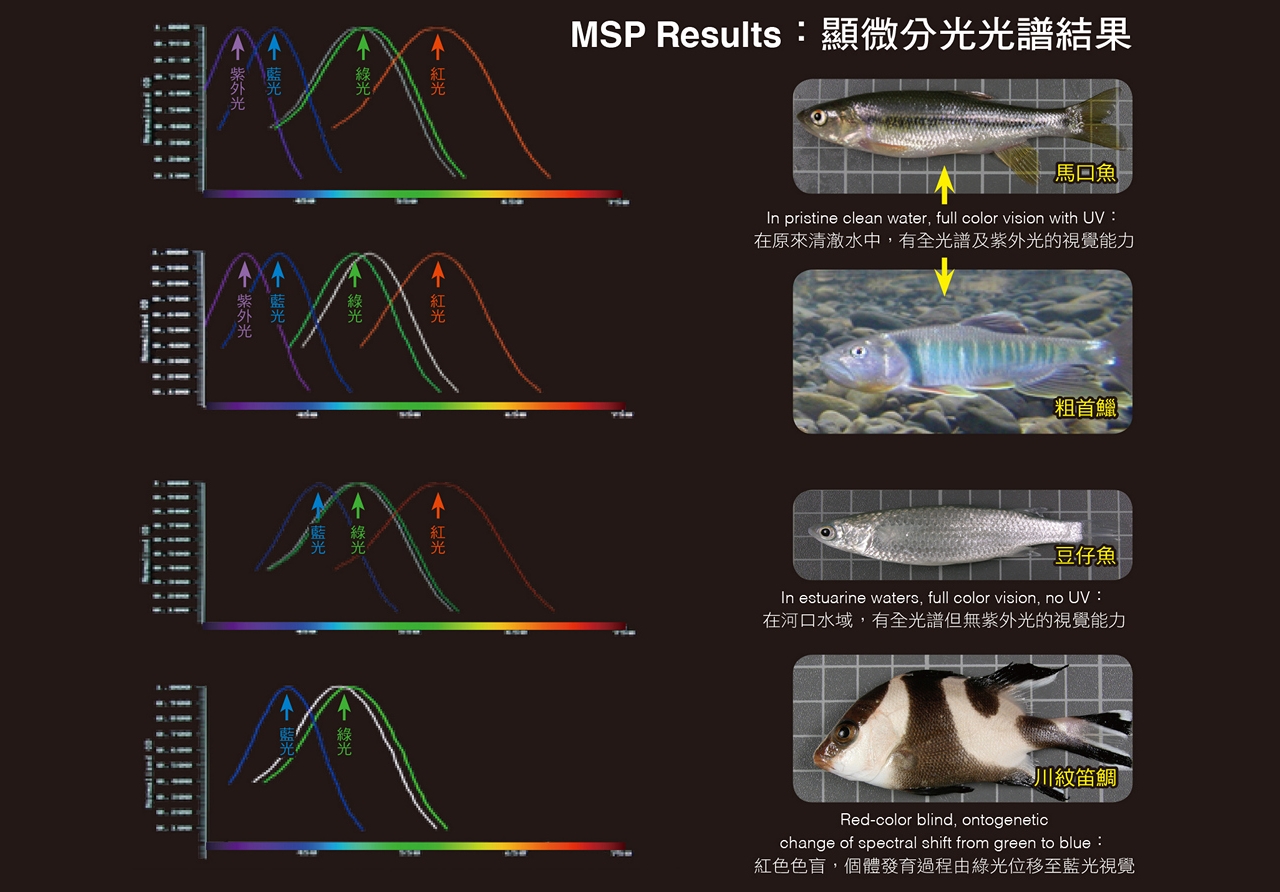四種試驗魚種的最大吸收光譜分布圖示