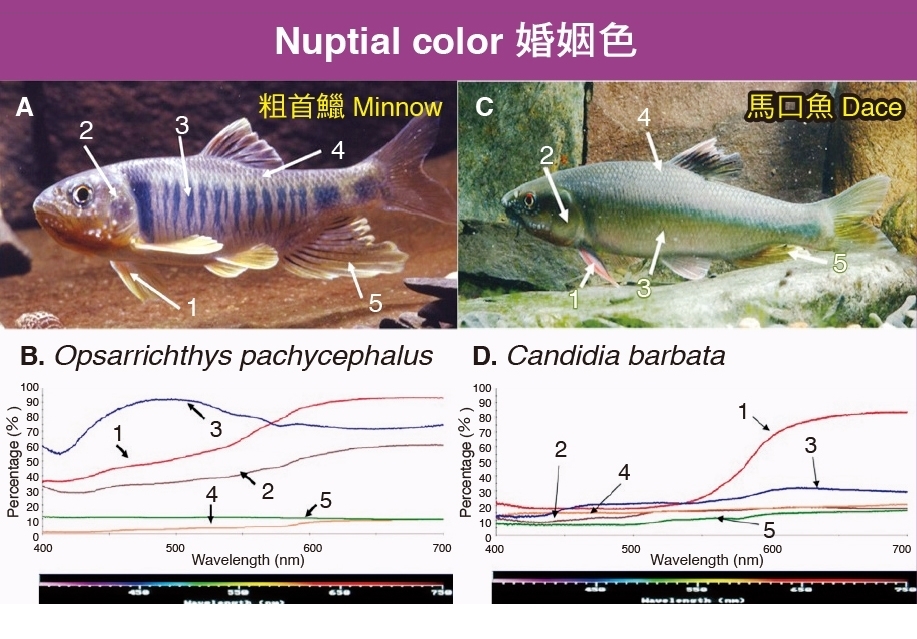 馬口魚及粗首鱲體表反射光譜差異圖示