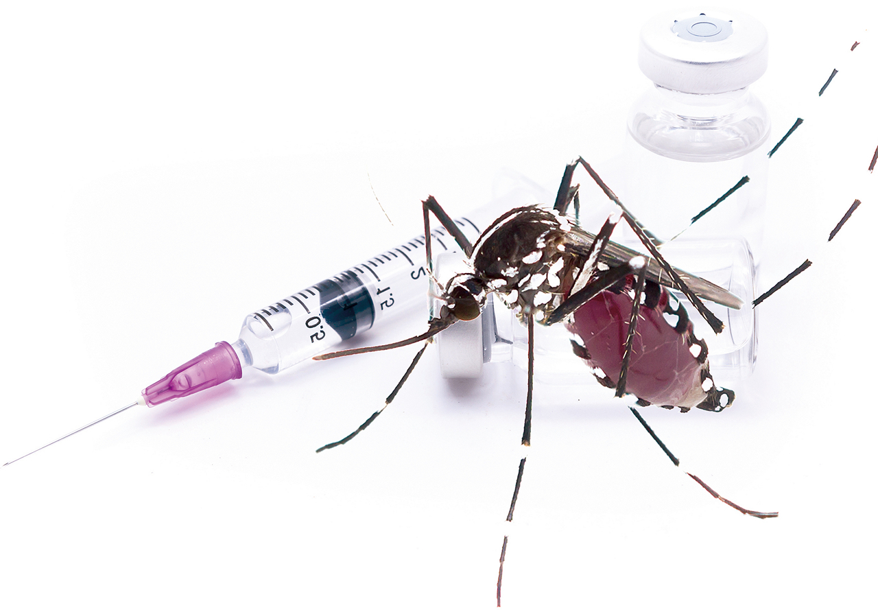 現在由蚊子傳播的疾病中，最流行的是登革熱，每年約有4億人感染。（種子發提供）