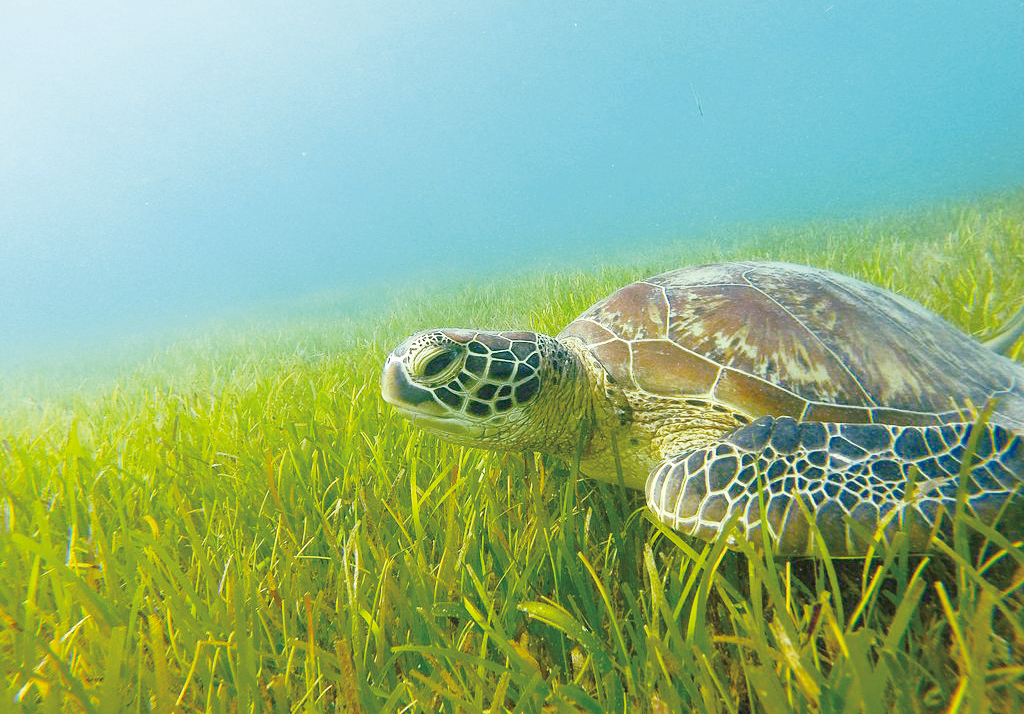 澳洲大堡礁綠海龜（Chelonia mydas）（圖／Danjgi，Wikimedia Commons）