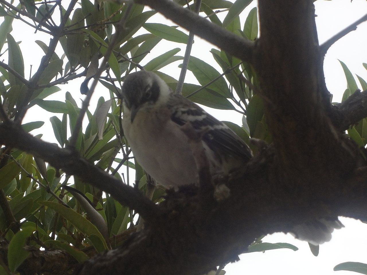 加拉巴哥群島上的達爾文雀。（圖 / David Adam Kess，Wikimedia Commons，https://commons.wikimedia.org/wiki/File:Galapagos_mockingbird_in_a_tree,_Santa_Cruz_Island,_Galapagos.jpg）