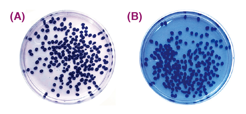 搭載藍色甲基藍的水膠珠粒放入模擬胃液（A）與模擬腸液（B）的環境中，以證實水膠珠粒具有酸鹼感應能力。