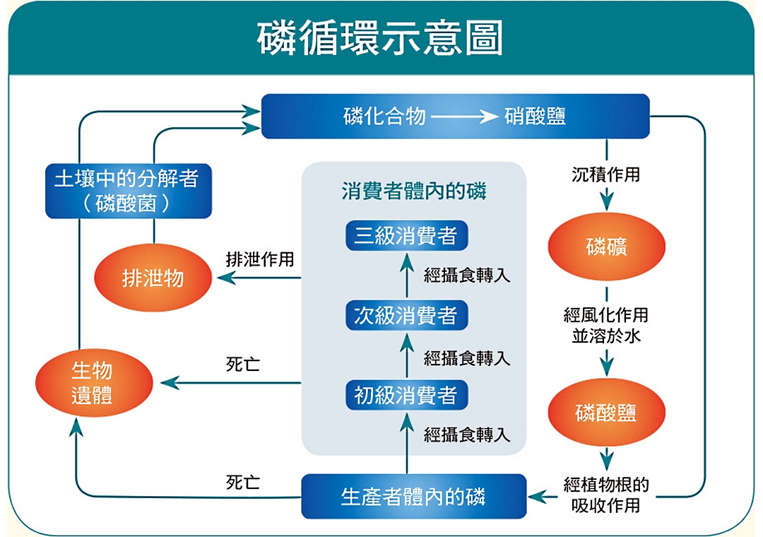 磷循環示意圖（圖片來源：台灣海洋生態資訊學習網）