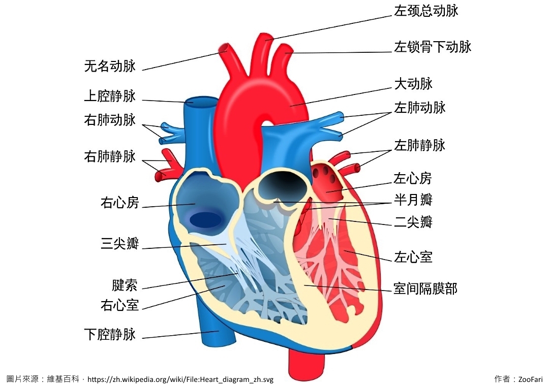 人的心臟縱剖圖