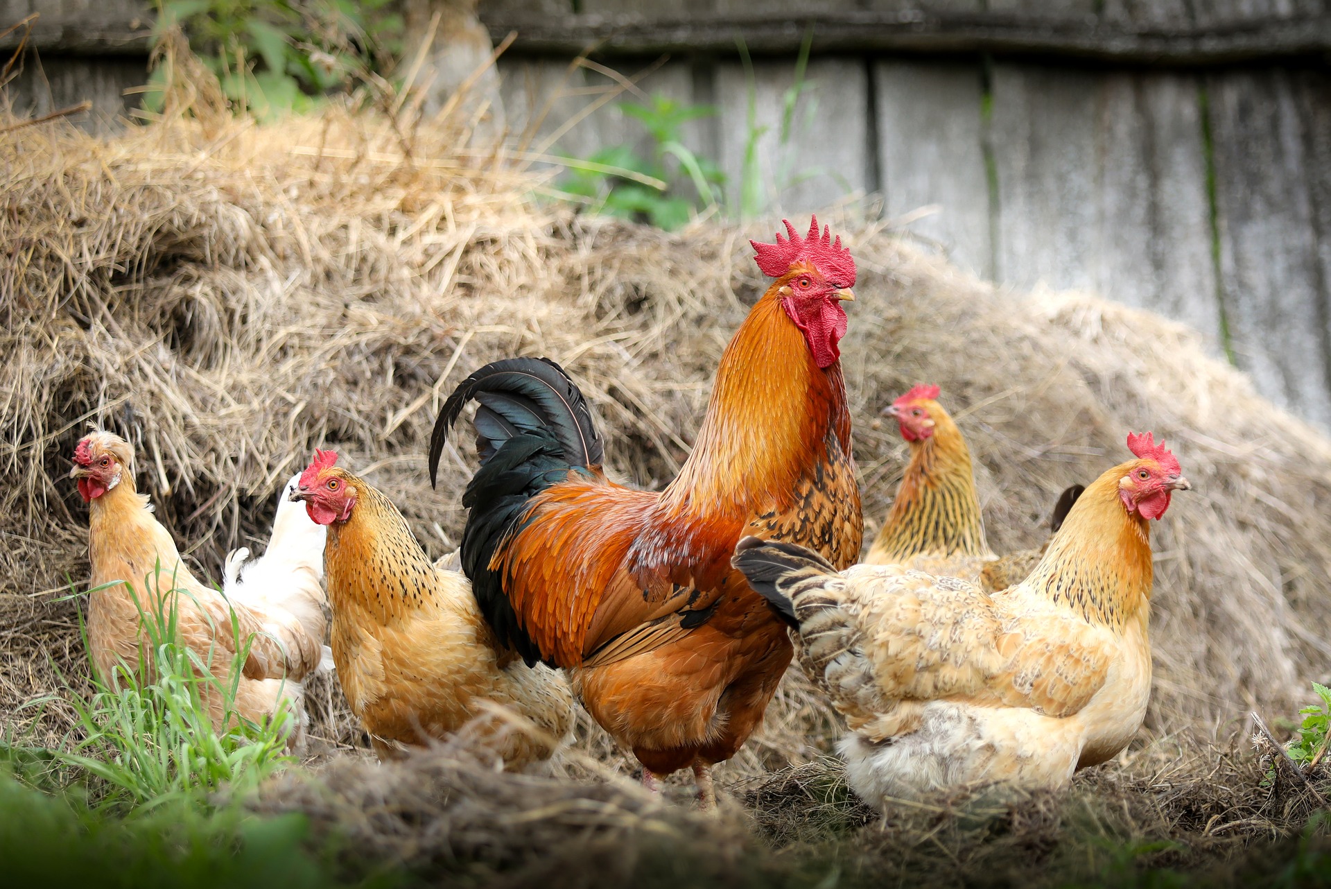 消費者選購蛋品時，常常有許多似是而非的迷思，包括：生鮮雞蛋不清洗比清洗衛生，放牧比籠飼蛋雞生產的蛋品質好，直接向農場買蛋比在市場上買新鮮，雞飼料成分會影響雞蛋的品質。