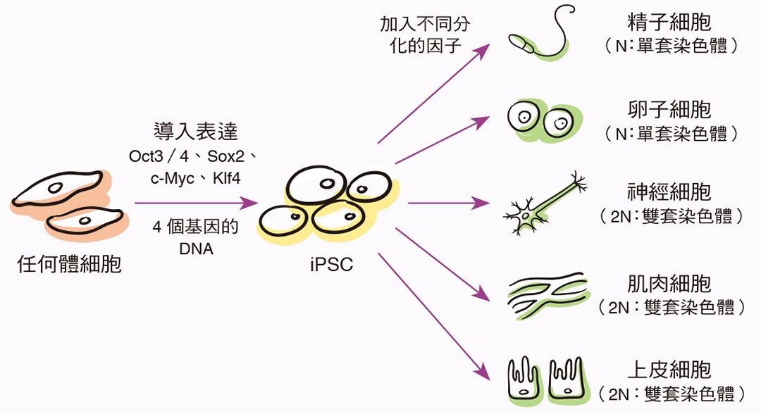 誘導性多功能幹細胞技術的示意簡圖，以及其分化各類細胞的可能性。Oct3∕4、Sox2、c-Myc和Klf4是讓體細胞變成幹細胞的關鍵因子，又稱作「山中伸彌因子」。