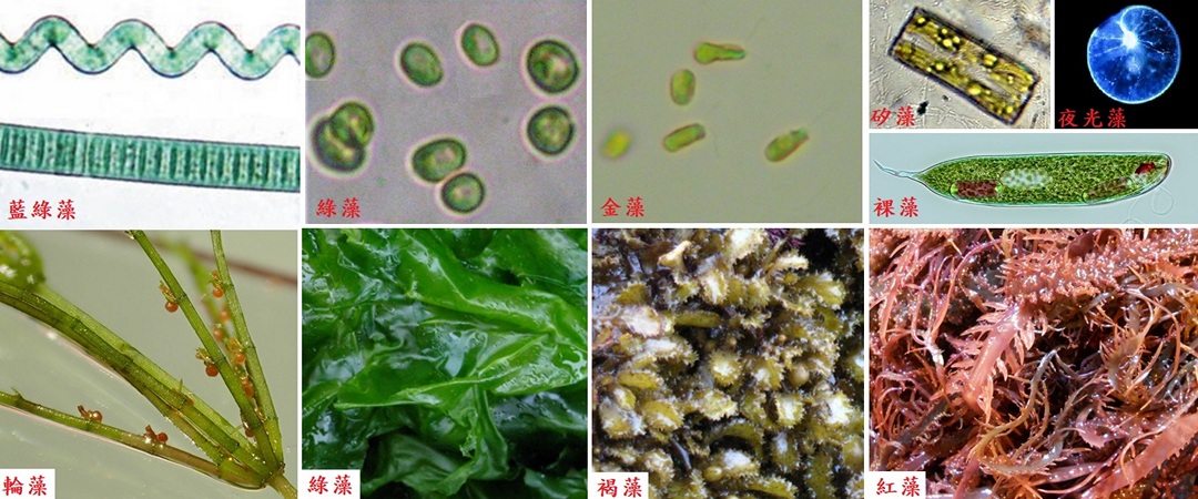 藻類的分門別類主要是以顏色作區分，上半部的六種藻類是屬於單細胞的     微型藻，下半部的四種藻類是肉眼可見的大型藻。(圖片來源：李讚虔)