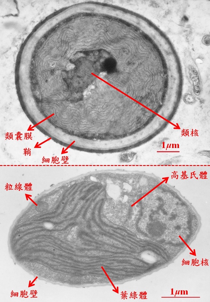 在電子顯微鏡下觀察藍綠菌，可發現許多形態特徵與其他藻類不同，比較像細菌，不像一般真核生物一樣有細胞核的結構。紅色虛線上方為藍綠菌；下方為小球藻（綠藻）。(圖片來源：李讚虔)