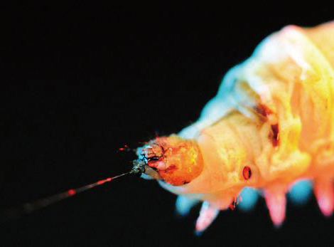 人造纖維紡絲技術發想於蠶的吐絲（圖片來源：http://www.sciencedebate.com/science-blog/aquamelts-how-silkworms-beat-polymer-scientists）