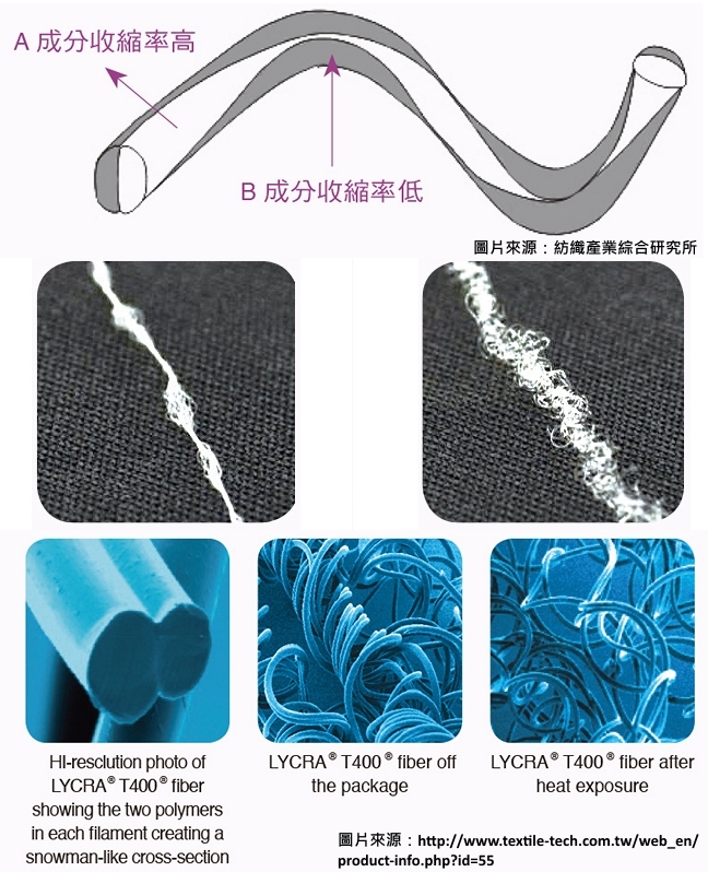 捲縮纖維示意（上），捲縮纖維的蓬鬆外觀（中右），Lycra T400 ®的纖維橫截面與表面捲縮型態（下）。