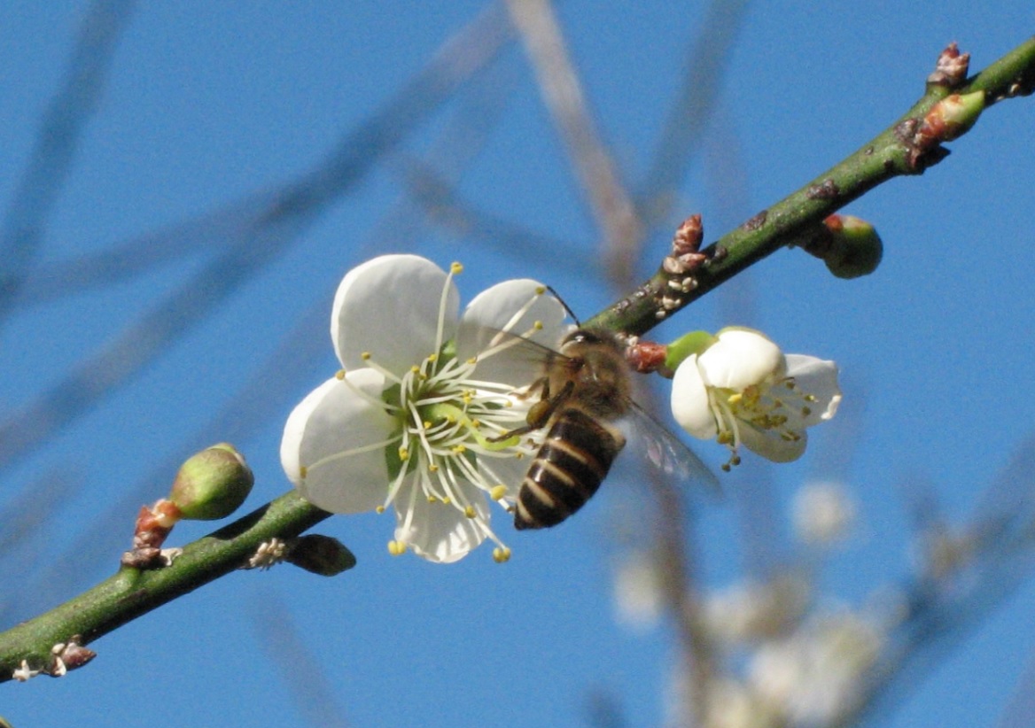 辛勤工作的蜜蜂，正在幫梅花授粉。(圖片來源：李讚虔)