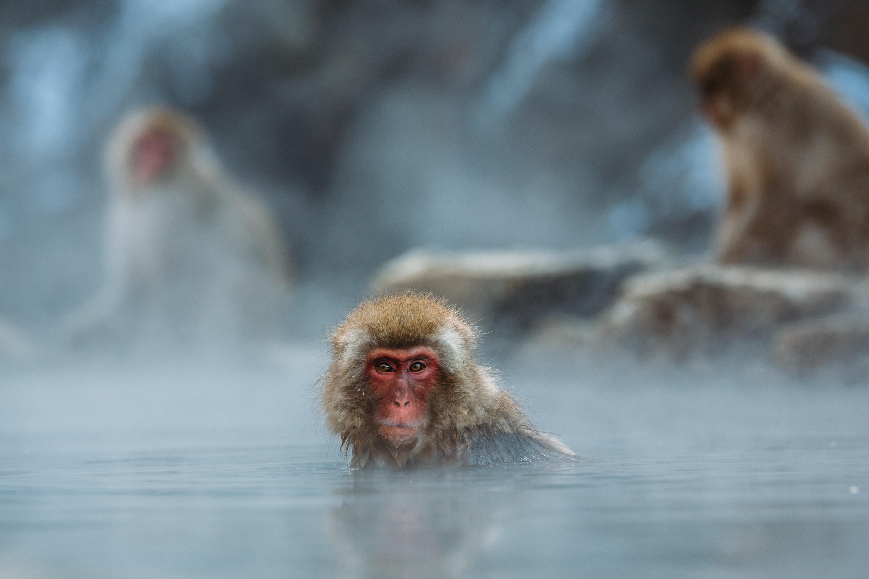 日本獼猴又稱雪猴，有集體泡溫泉的習慣。（圖／ Steven Diaz，Unsplash）