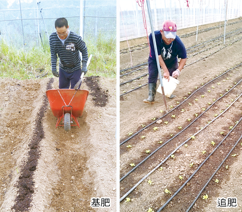 尚未種植前，基肥條施於畦上之後再覆土拌勻，定植7天後施用追肥。