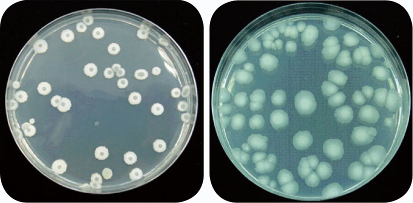 溶磷菌肥料菌種─液化澱粉芽孢桿菌不同菌株的菌落形態。左圖是Ba-BPD1菌株，右圖是BSMC菌株。