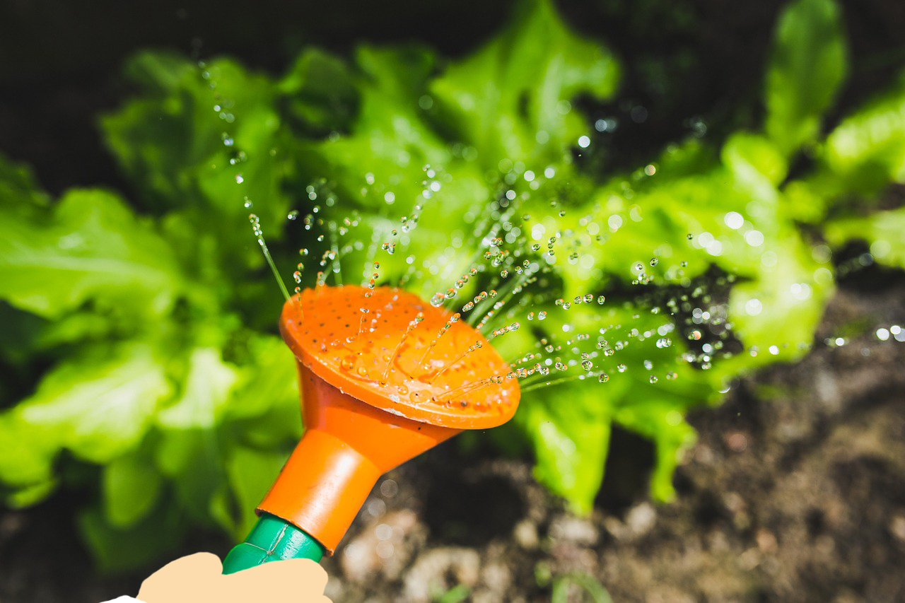 施肥在葉片上的吸收效率，比施肥在土壤上更好