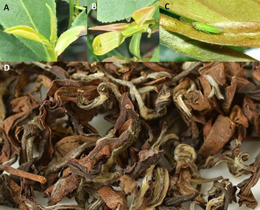 東方美人茶是由於（A）小綠葉蟬（Jacobiasca formosan）吸食了青心大冇的幼芽嫩葉後，造成芽葉萎黃、生長受抑制（B、C），茶葉內含物產生變化，而具有果香與蜜香的風味。（D）製成茶葉後，葉身呈白、綠、黃、紅、褐五色相間。(圖片來源：李讃虔)