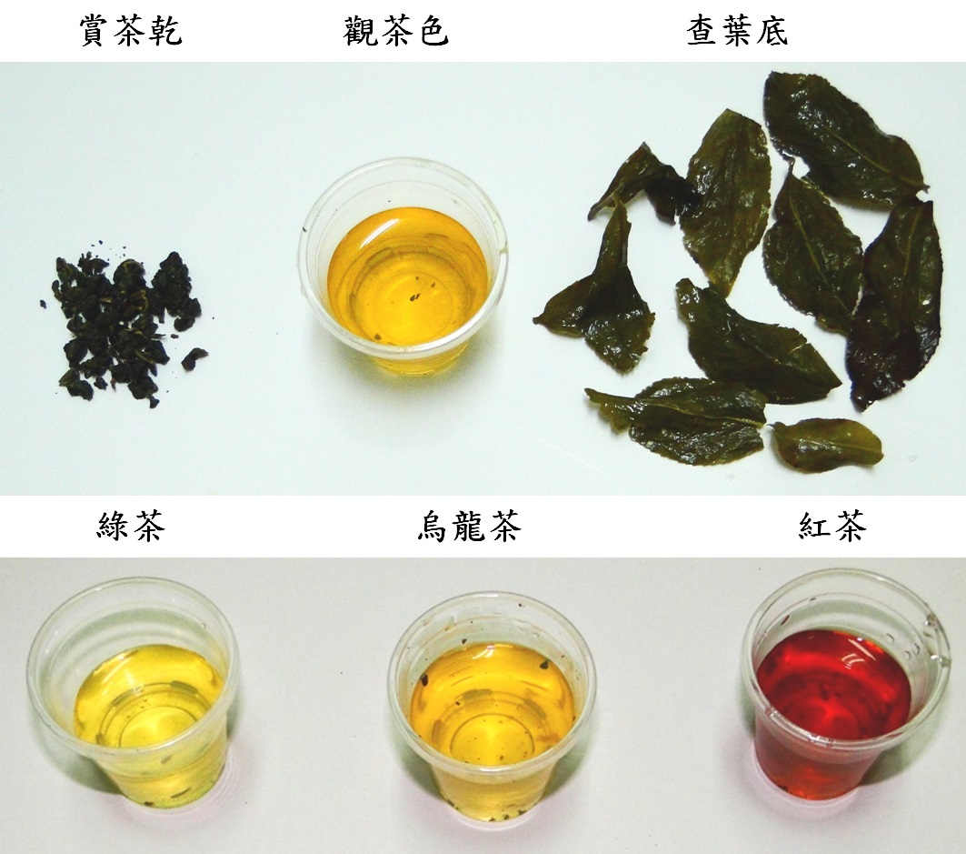 （上）賞茶三部曲：賞茶乾、觀茶色、查葉底。（下）三種不同發酵程度的茶湯顏色。綠茶：不發酵茶；烏龍茶：部分發酵茶；紅茶：全發酵茶。(圖片來源：李讃虔)