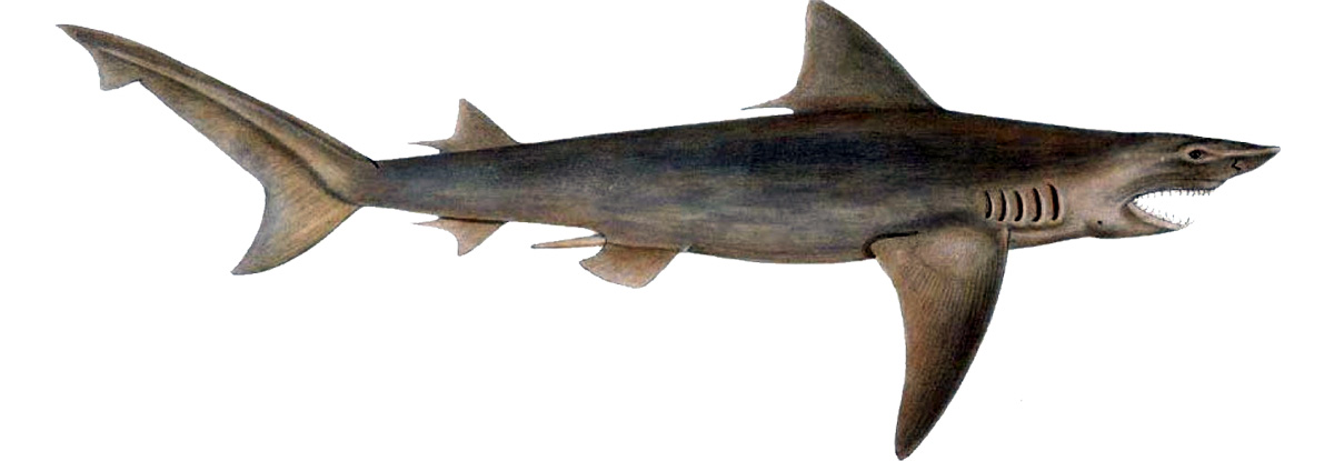 恆河真鯊在淡水及海洋中都能生存 （圖／維基百科）
