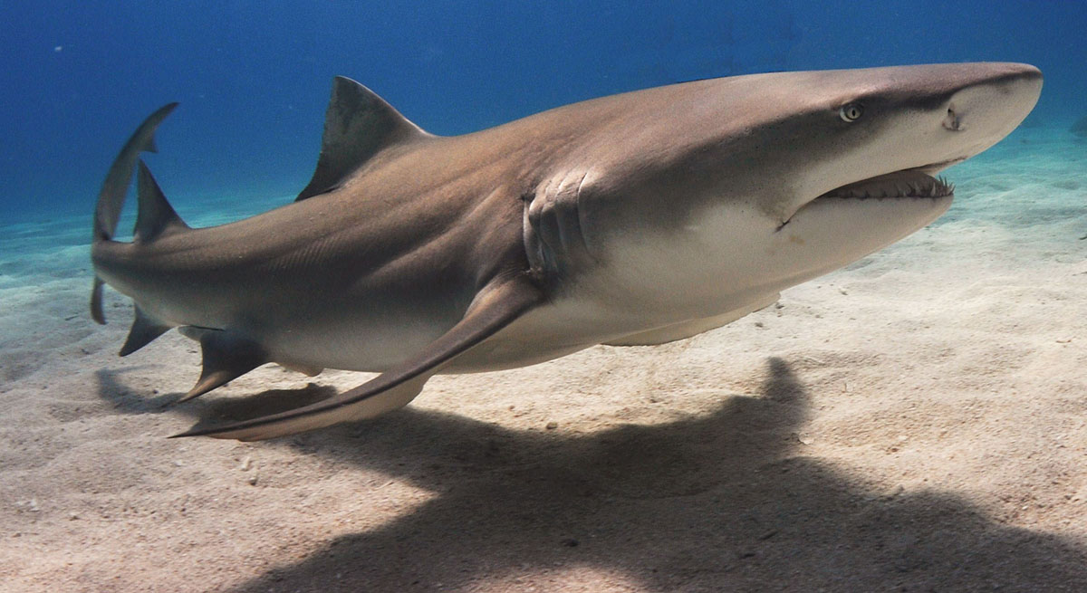 檸檬鯊會將尚未成年的幼鯊藏匿在河口的紅樹林中 （圖／維基百科）
