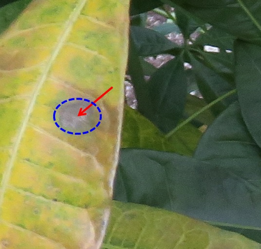 植物遭受微生物病原感染（紅色箭頭所指處）後，產生的過敏性反應（免疫反應的一種），會在葉片產生一個小範圍的深色斑點（藍色虛線），限制病原再擴散出去。