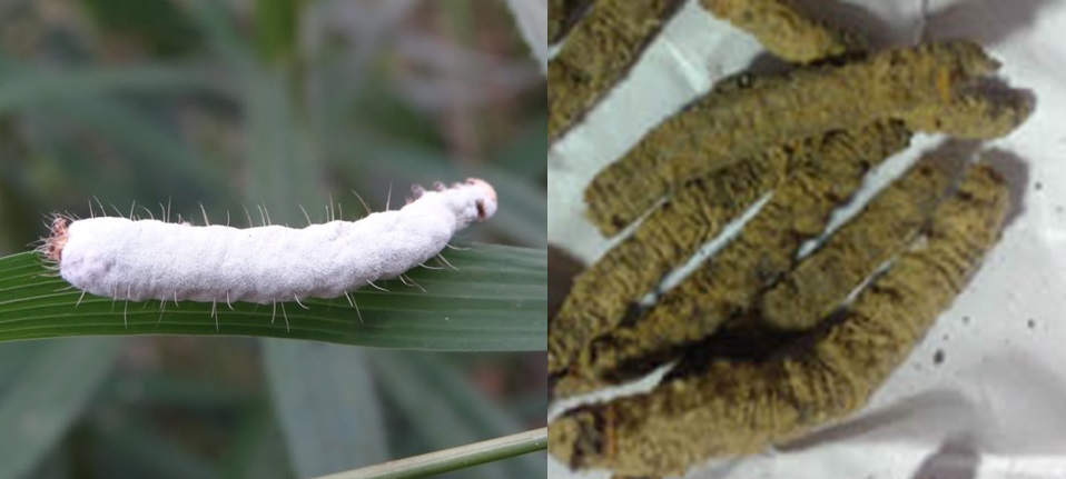 被蟲生真菌（左：白殭菌；右：綠殭菌）感染的幼蟲。