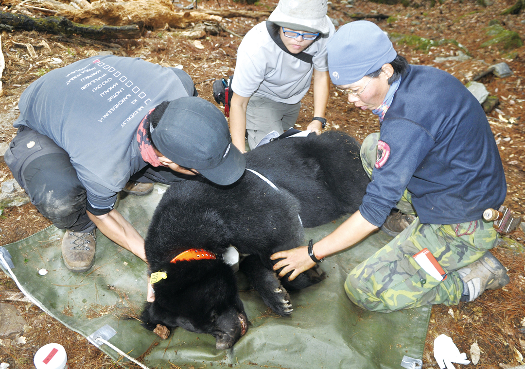 捕捉繫放是了解稀有且生性隱密黑熊生態習性的常用方法