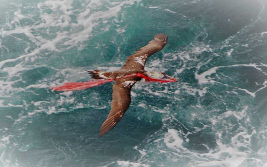 2016年海洋科學家Leo在一次大西洋的研究航次中拍攝，照片中的鳥類是北方塘鵝（學名：Morus bassanus）的幼鳥，而牠口中啣著的是一只紅色的塑膠袋。（圖／Leo Berninsone）