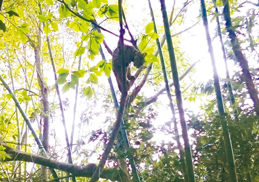 小石虎很喜歡爬樹，經常爬到樹上探索、活動和休息，同時可在高處觀察動物的動靜和當地地形及相對位置。