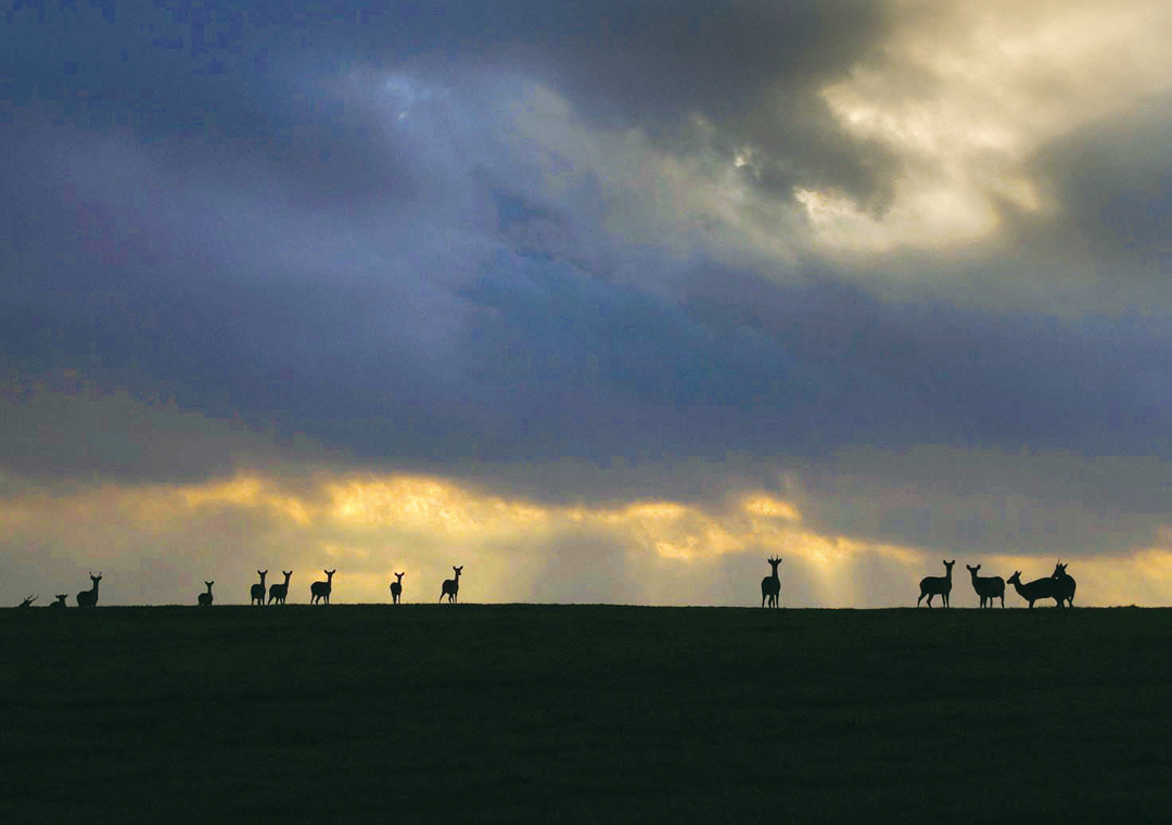 在墾丁國家公園的草原上常可見到梅花鹿優遊成群。