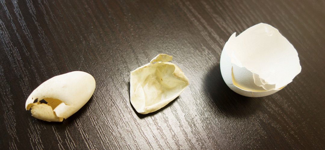 眼鏡蛇蛋殼（中）與班龜蛋殼（左）在外觀上和雞蛋殼（右）有明顯的差異，除了厚薄之外，機械性質也大不相同。