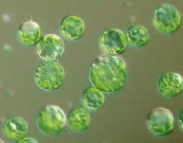 植物細胞的原生質體（protoplast），是利用酵素去除植物細胞壁後，置於等張溶液中呈現的樣貌，外觀呈現綠色的圓球形。進行電穿孔與PEG等方法時，要將植物細胞處理到這種形態才可以進行基因轉殖。