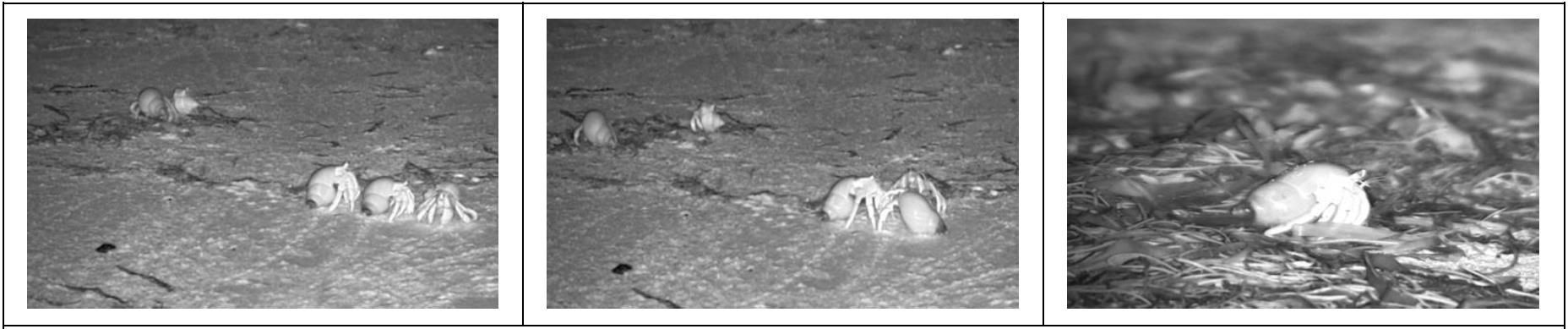 利用主動式紅外線夜視鏡所拍攝的皺紋陸寄居蟹夜間在沙灘活動的樣子。（圖片來源：梁藝蓓）