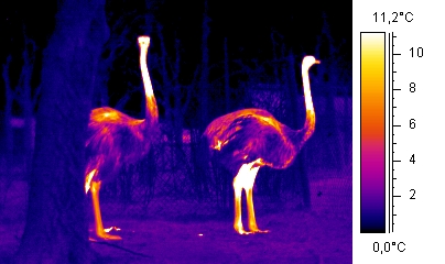 熱顯像式紅外線夜視鏡成像圖，可藉由色塊辨識出鴕鳥的位置。（圖片來源：http://www.wikiwand.com/zh-mo/热成像仪）