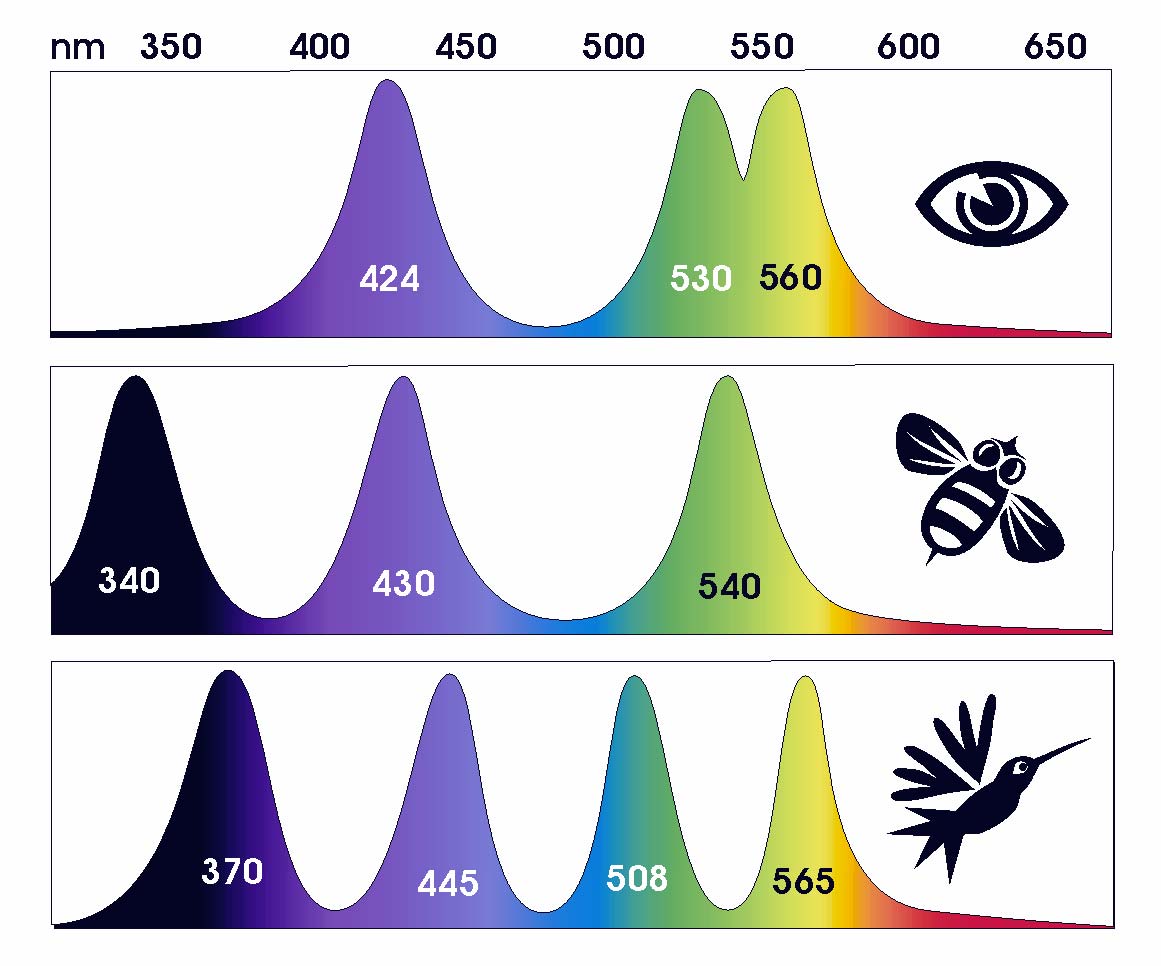 動物們眼睛對光譜的敏感程度表。橫軸代表的是光的波長，縱軸代表的是敏感度，敏感度越高縱軸越高，可以看到紅外線落在多數動物們的可視範圍以外。(圖片來源: https://fieldguidetohummingbirds.wordpress.com/2008/11/11/do-we-see-what-bees-see/)