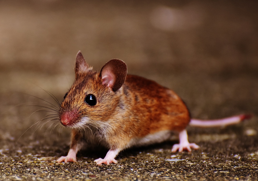 美國賓州大學的團隊以小鼠做實驗，發現疼痛的性質是關鍵。要是慢性疼痛，食欲神經元便會壓抑痛覺；而急性疼痛反映立即的威脅，於是輪到食欲神經元受壓抑。（圖片來源：Pixabay）