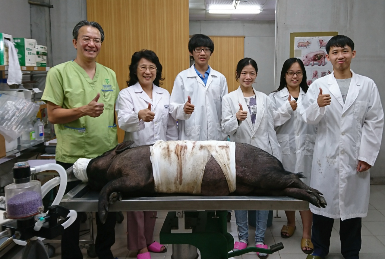 「蘭嶼豬」的體型大小近似成年人，比其他豬種適合作為「動物模式」的對象；而帶有糖尿病的蘭嶼豬，更適合作為「傷口癒合」、「再生醫學」的試驗對象。（圖片來源：黃玲惠教授）