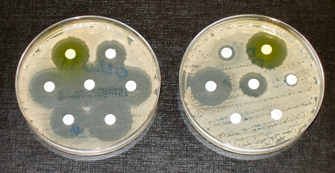 抗微生物製劑敏感性與抗藥性測試圖。在均勻接種單一菌種的培養基上貼上抗生素紙錠進行培養並觀察生長狀況，可以看到左側培養皿的菌種在紙錠周邊無法生長，而在右側培養皿內具有抗藥性的菌種在紙錠周遭也有生長的情況。（圖片來源：Dr Graham Beards，CC授權)